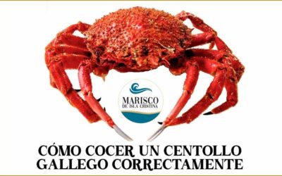 Como cocer un centollo correctamente