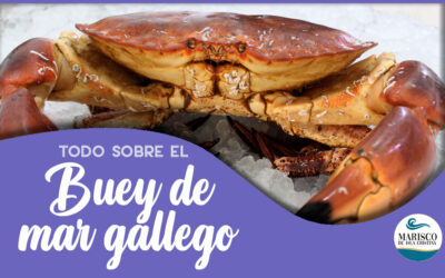 Todo sobre el Buey de mar gallego